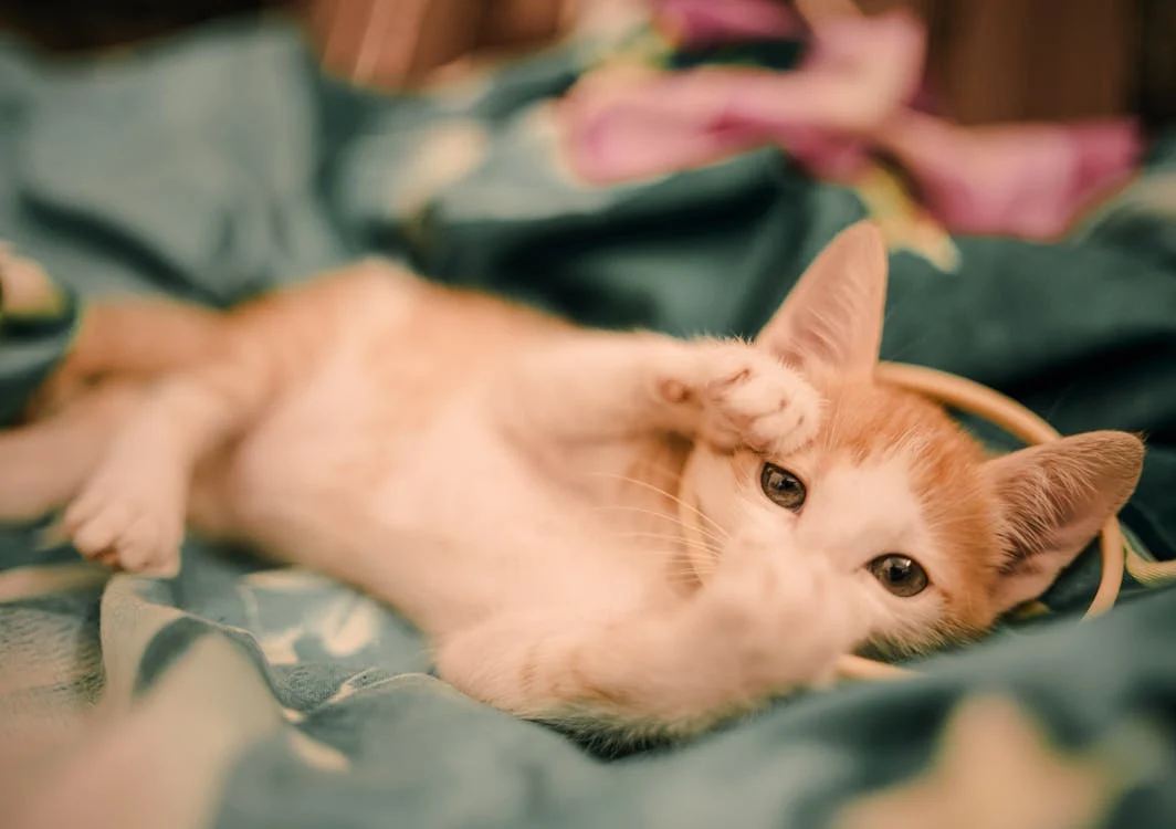 Kitten relaxing